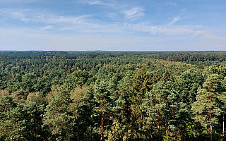 Czy polskie lasy są zagrożone? „Unia Europejska próbuje odebrać nam władzę”